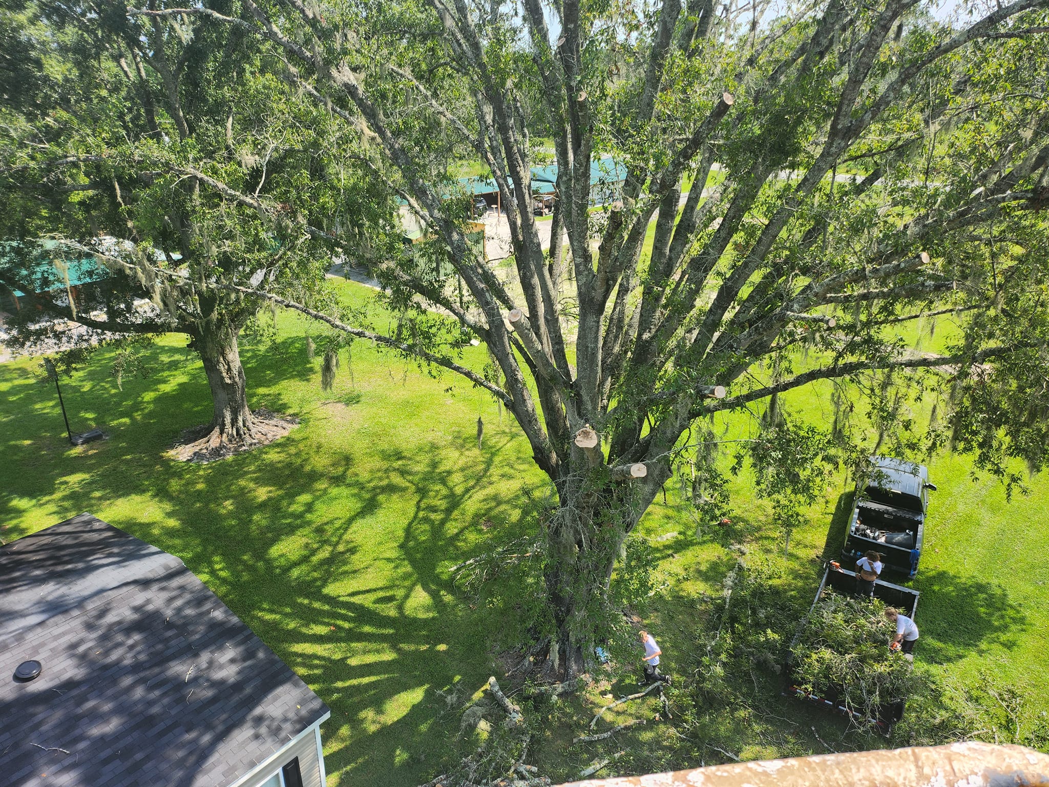 Why Summer Is the Best Time to Evaluate the Trees on Your Property in Lake City, FL