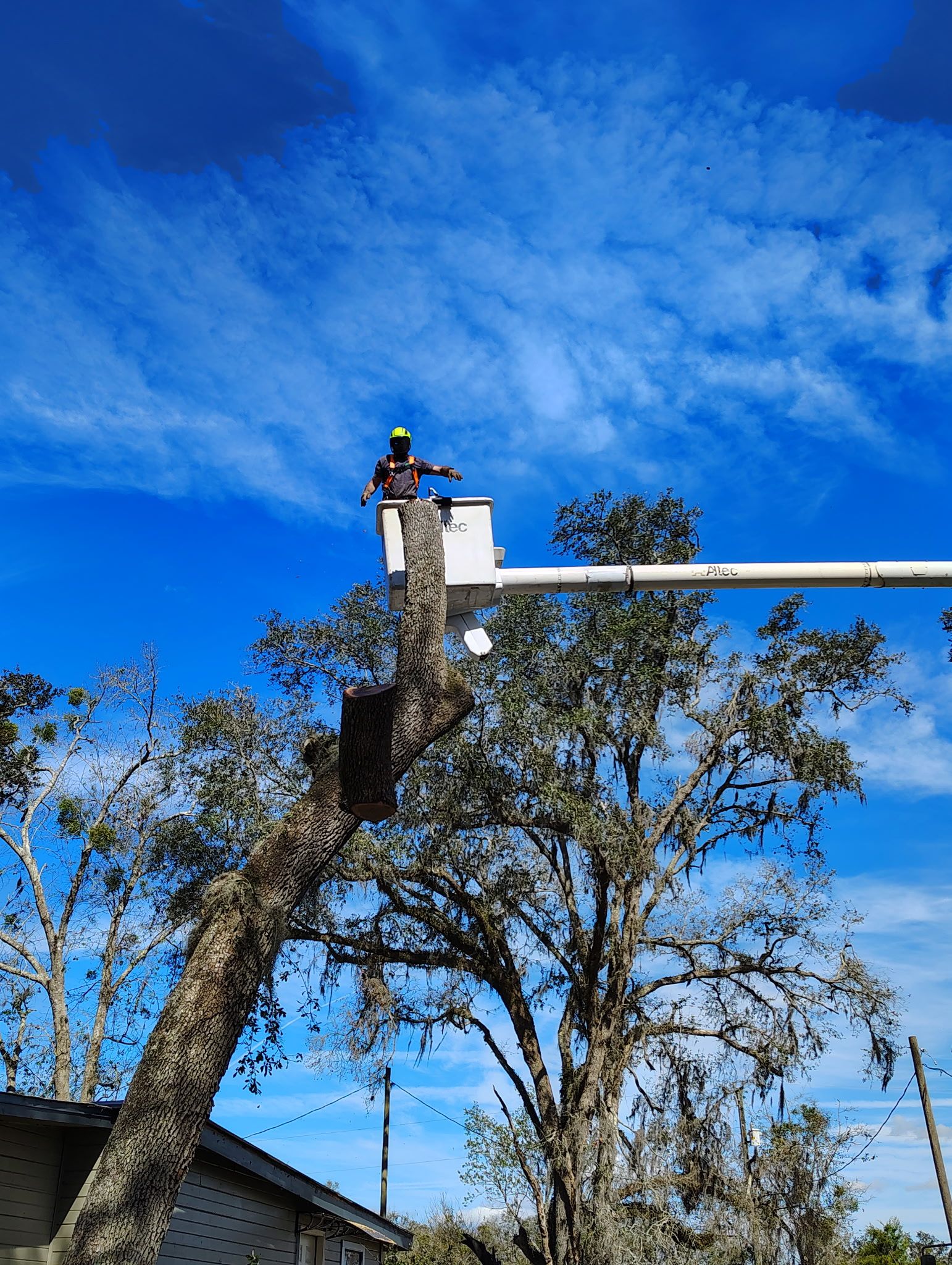 Land Clearing vs. Tree Removal: Which Service Does Your Property Need?