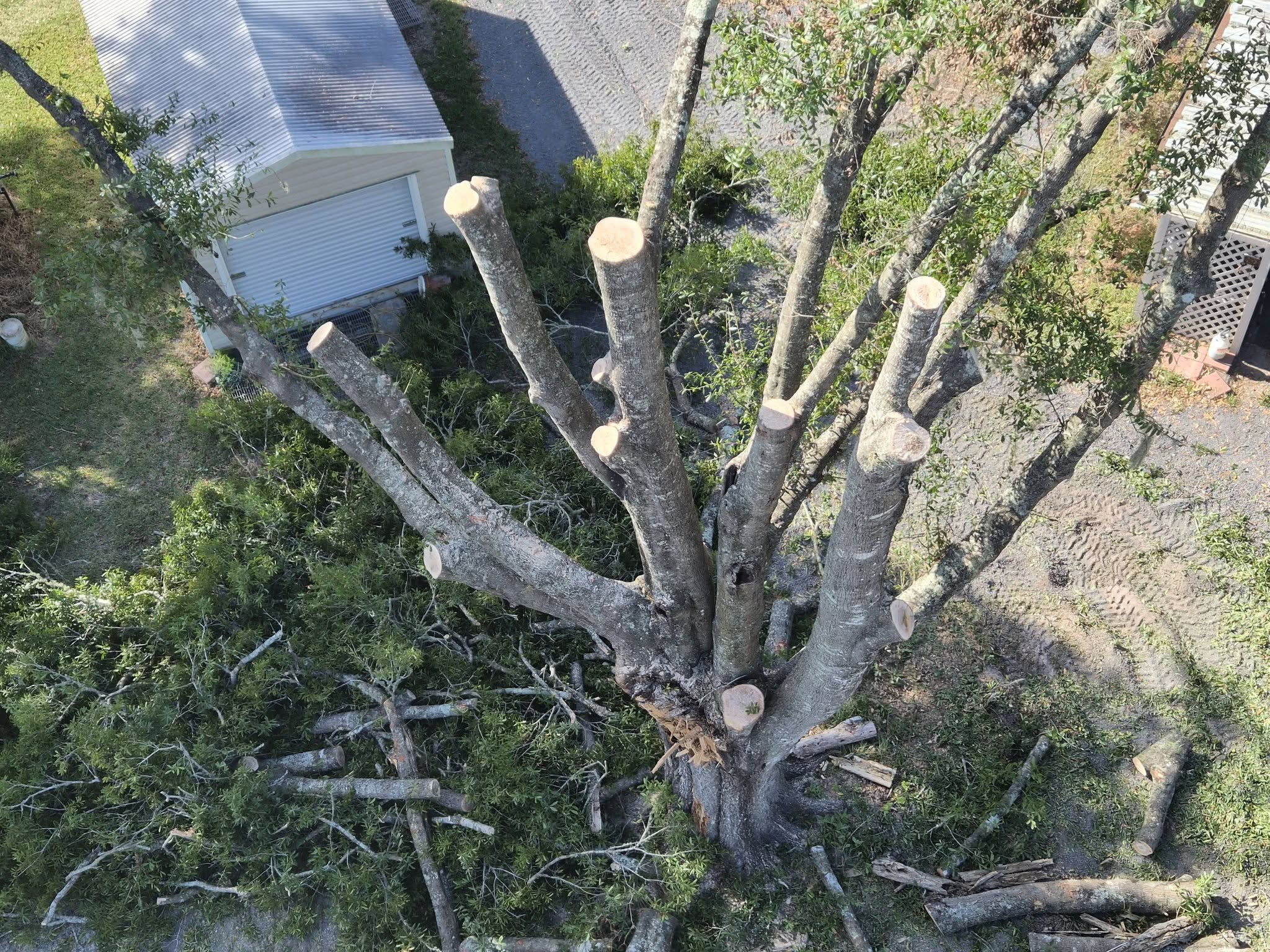 Why Regular Tree Maintenance Matters for Properties in Lake City, FL